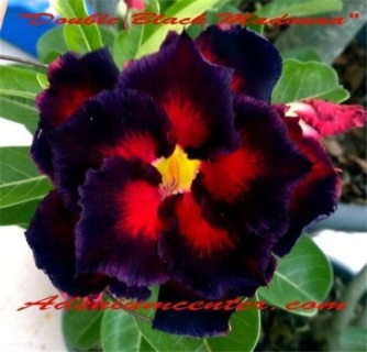ADENIUM OBESUM  DESERT ROSE " DOUBLE GARNET " 10 SEEDS  BLACK FLOWER BEST DEAL 